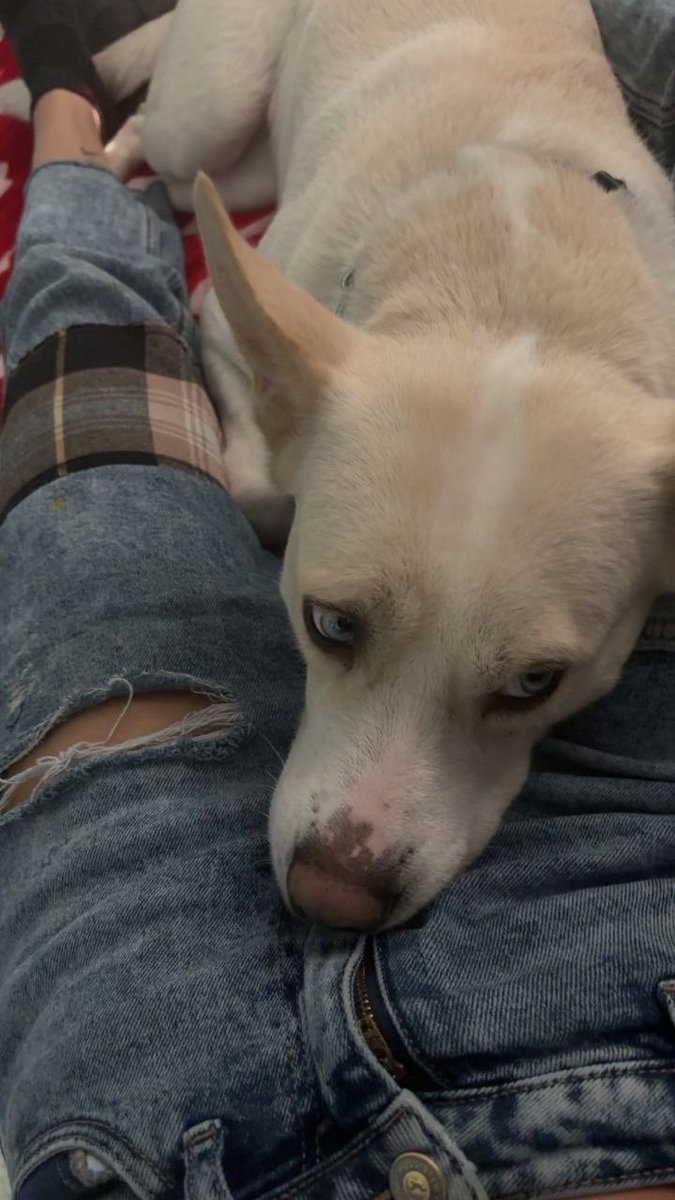 cherrypaige23's tweet photo. sorry im in dnd mode my dog is laying on me https://t.co/lCgDnbeMwe