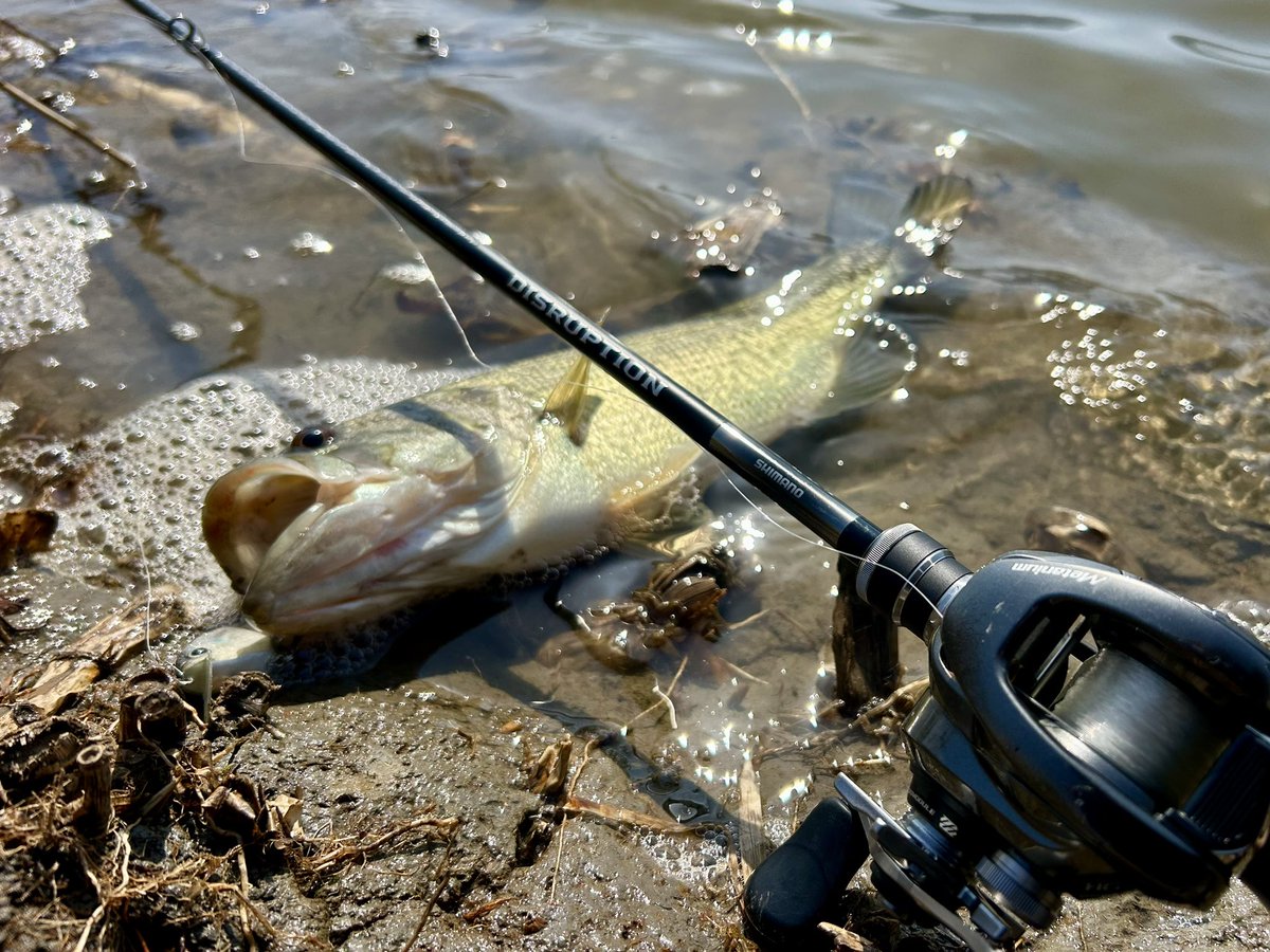 波呂 魁人 tweet media