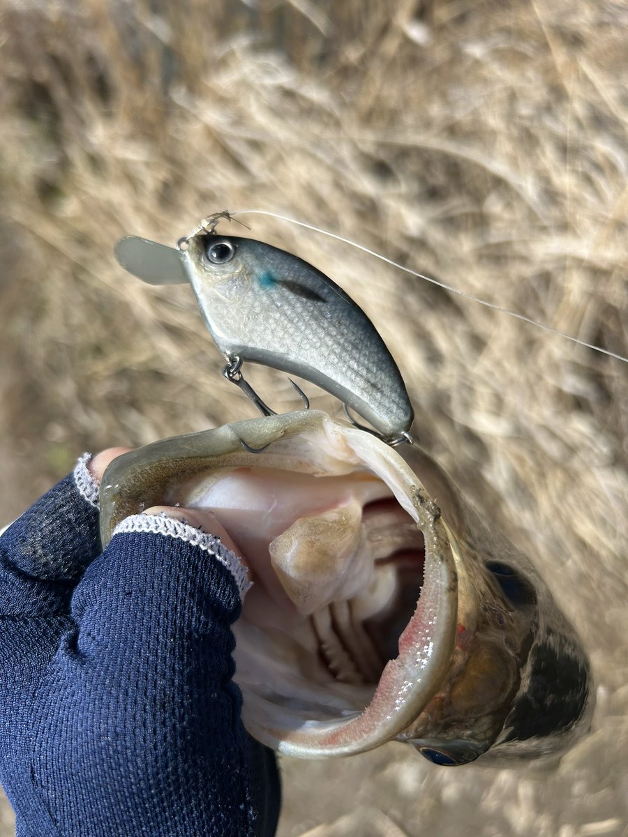 波呂 魁人 tweet media