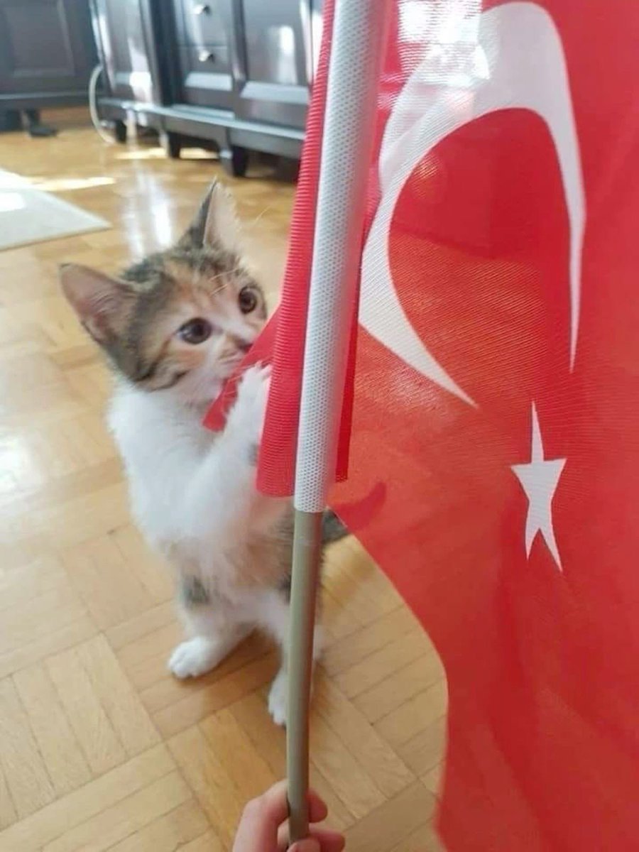 No Cats No Life tweet media