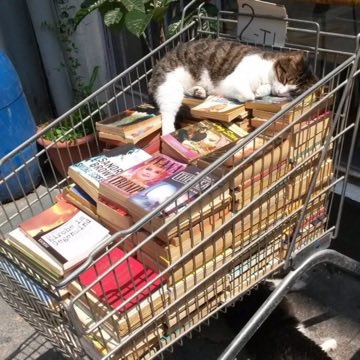 No Cats No Life tweet media