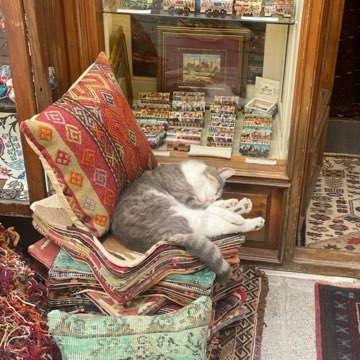 No Cats No Life tweet media