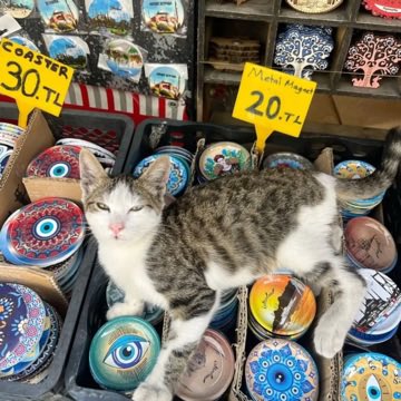 No Cats No Life tweet media