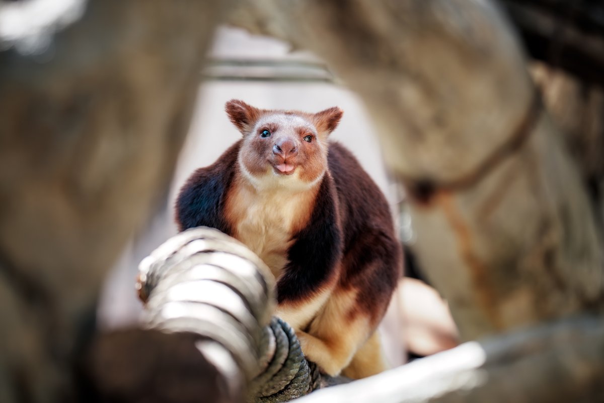 散歩の人 tweet media