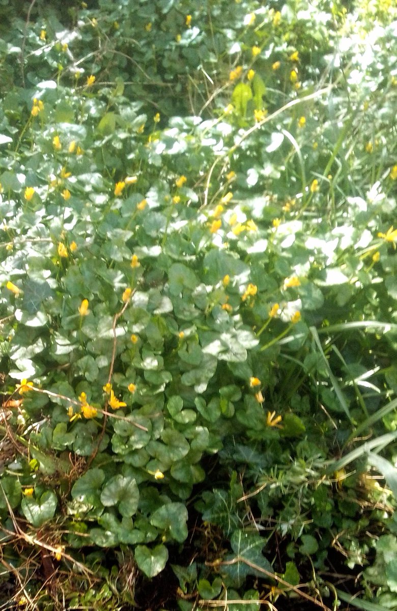 Andrew Coates tweet media