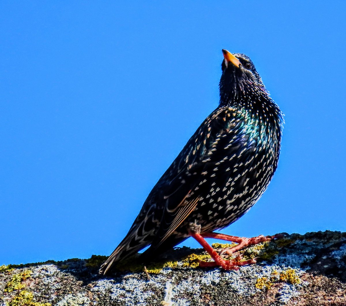 📸 MR. HANGING ON IN QUIET DESPERATION... tweet media