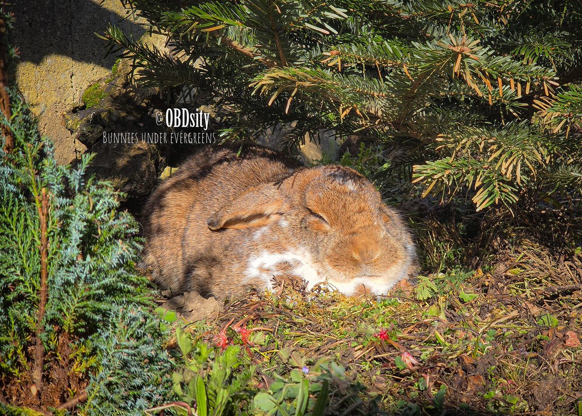 OBDsity | Bunnies in a Bun Dance tweet media