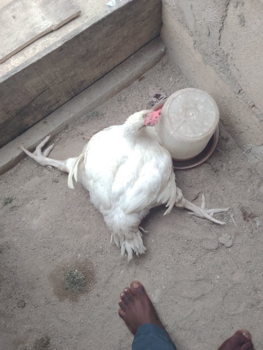 CelebrityGlassman 🇨🇲 tweet media