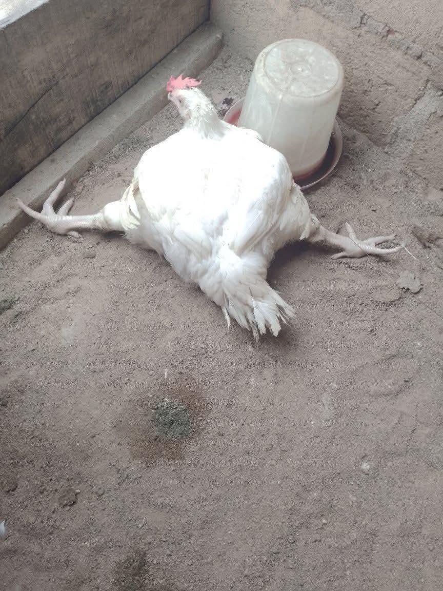 CelebrityGlassman 🇨🇲 tweet media