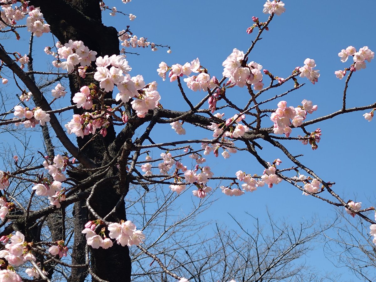 プリンスオペラ tweet media