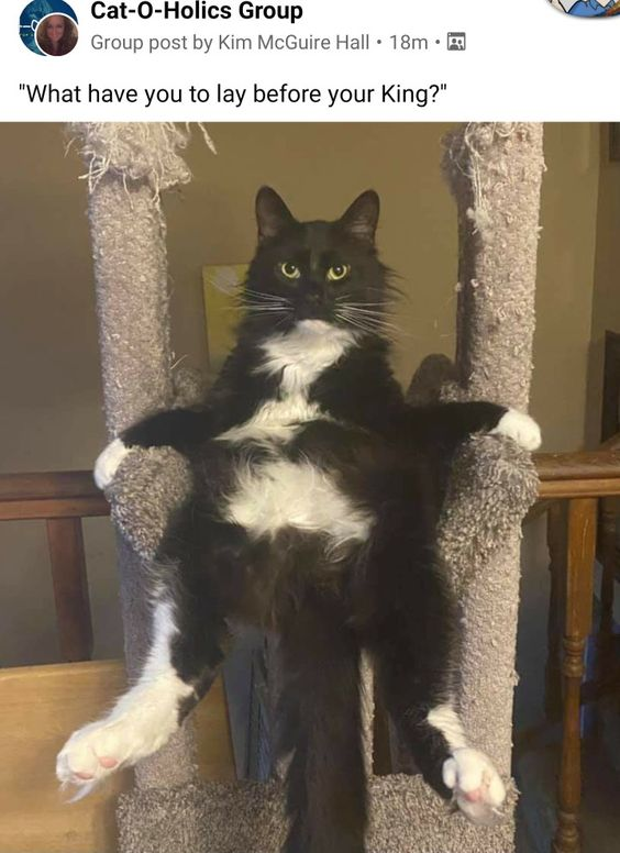 WholesomeMemes (@wholesomememe) on Twitter photo 