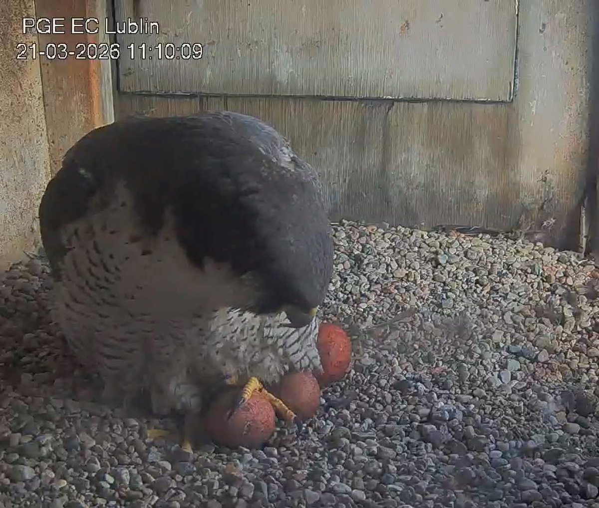 Alaska 🇮🇹 tweet media