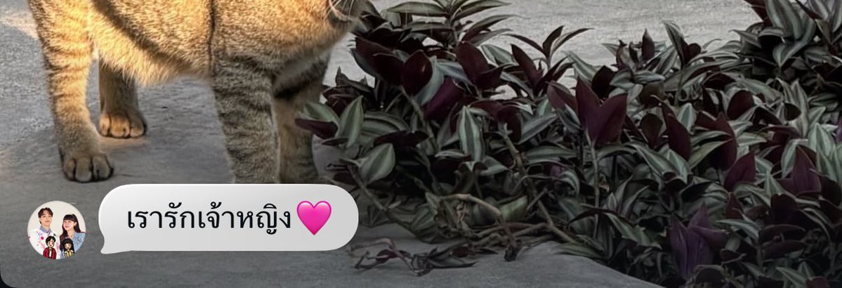 มุ้น tweet media