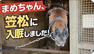 🪣仔馬と🐧アデリー tweet media