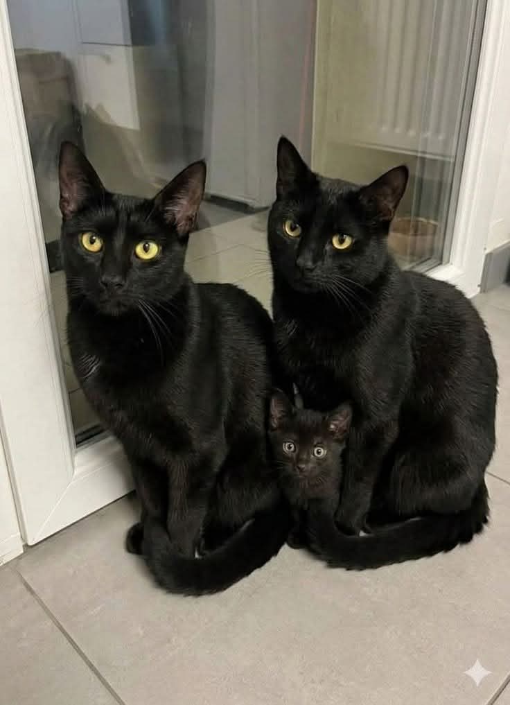 Sara Mary ⭐❤️ tweet media