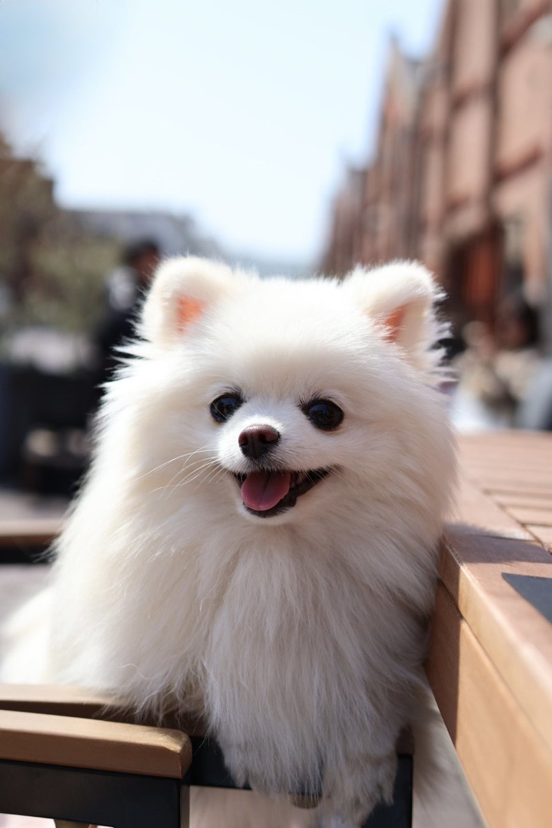 ポメラニアン ましゅまろ🐶 tweet media