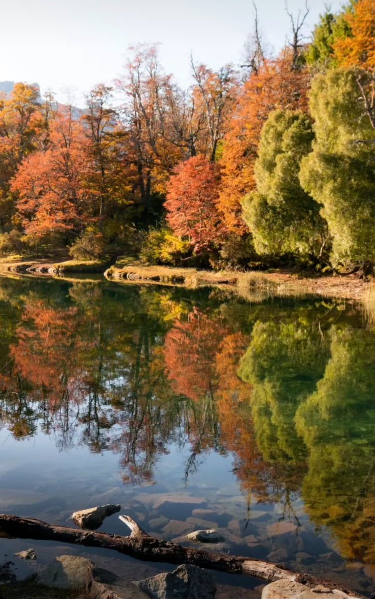 Nefertiti tweet media