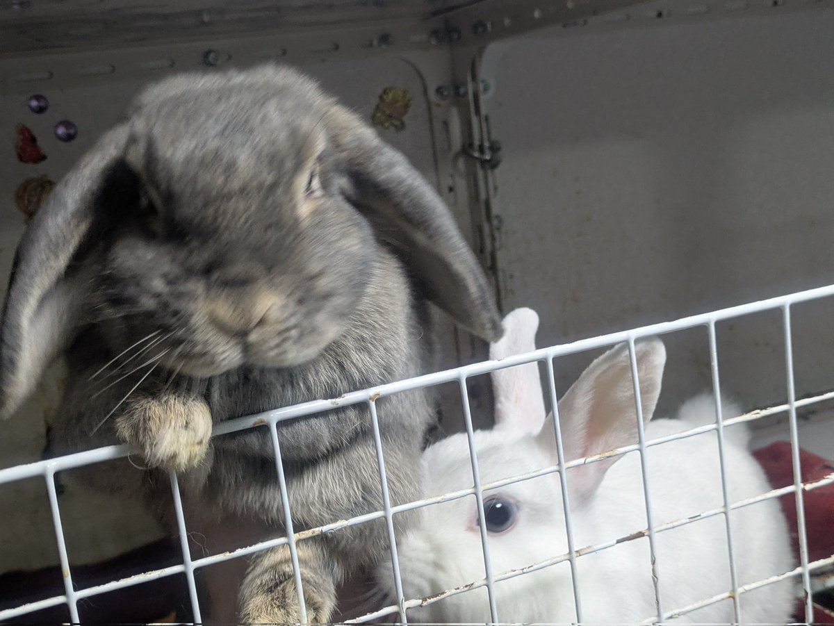 ナスビ tweet media