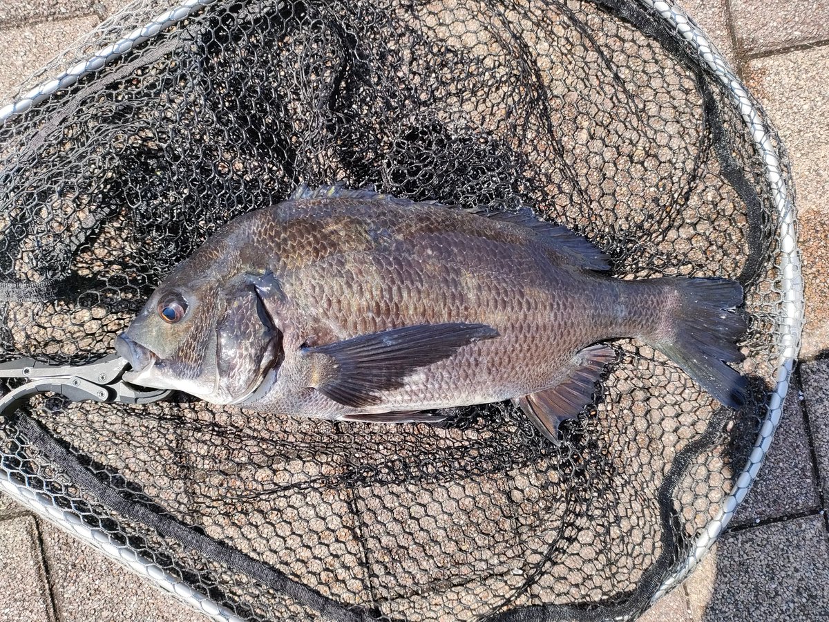 KRX45_mutek's tweet image. 卒業の何とか入学の何とか色々スケジュール埋められてやっとこ釣り行けたー🥳 ミノチヌは完全不発チェイスゼロ🤣 ボトムで十分楽しませて貰いました🙏 #チニング #KEITECH #クレイジーフラッパー  #東京湾奥