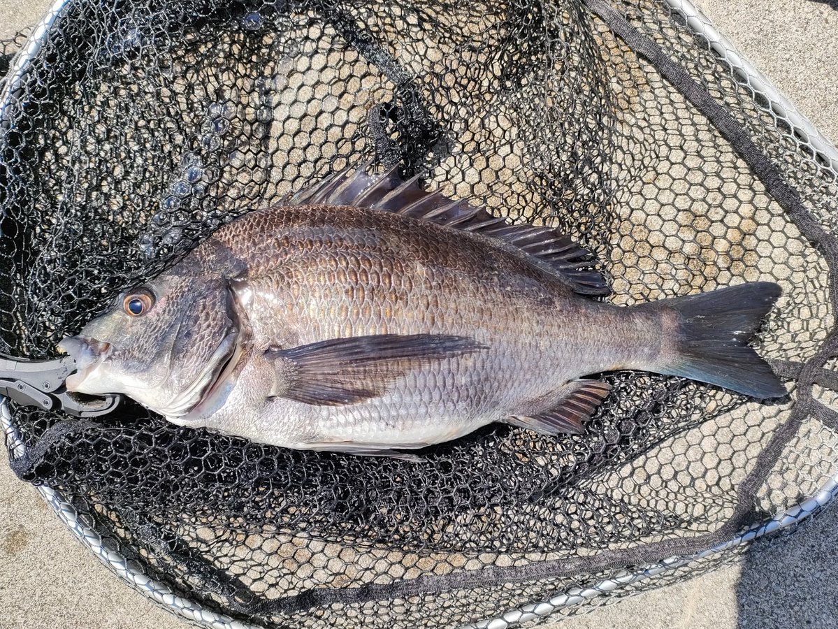 KRX45_mutek's tweet image. 卒業の何とか入学の何とか色々スケジュール埋められてやっとこ釣り行けたー🥳 ミノチヌは完全不発チェイスゼロ🤣 ボトムで十分楽しませて貰いました🙏 #チニング #KEITECH #クレイジーフラッパー  #東京湾奥