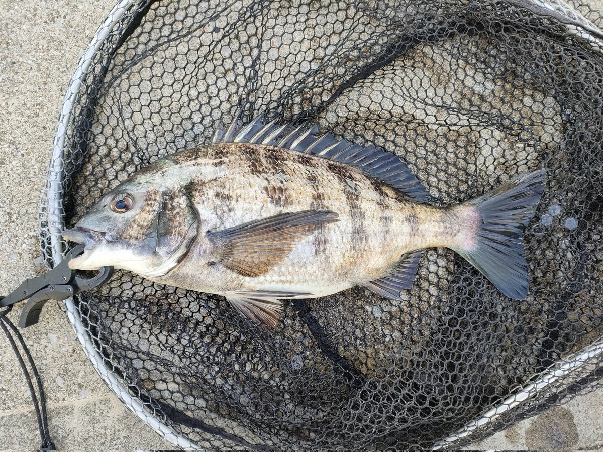 KRX45_mutek's tweet image. 卒業の何とか入学の何とか色々スケジュール埋められてやっとこ釣り行けたー🥳 ミノチヌは完全不発チェイスゼロ🤣 ボトムで十分楽しませて貰いました🙏 #チニング #KEITECH #クレイジーフラッパー  #東京湾奥