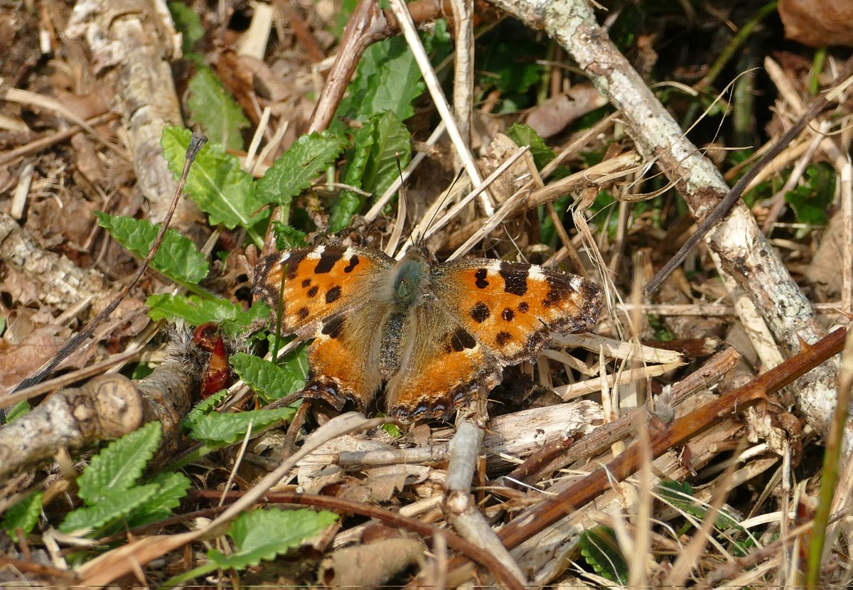 dave brown tweet media