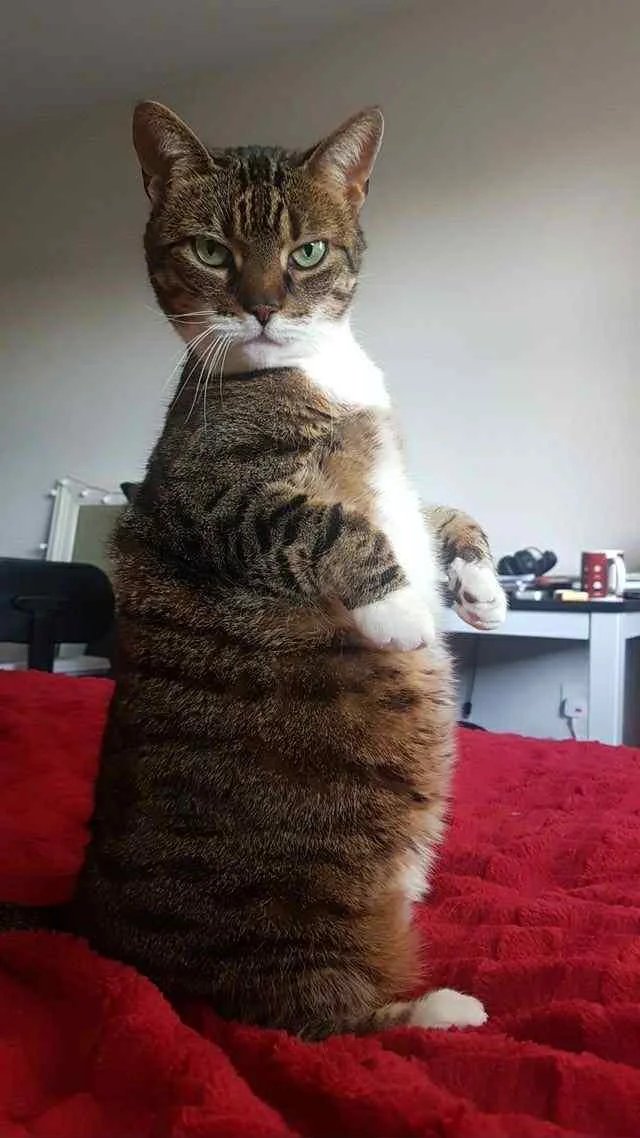 The Kairos Pulse tweet media