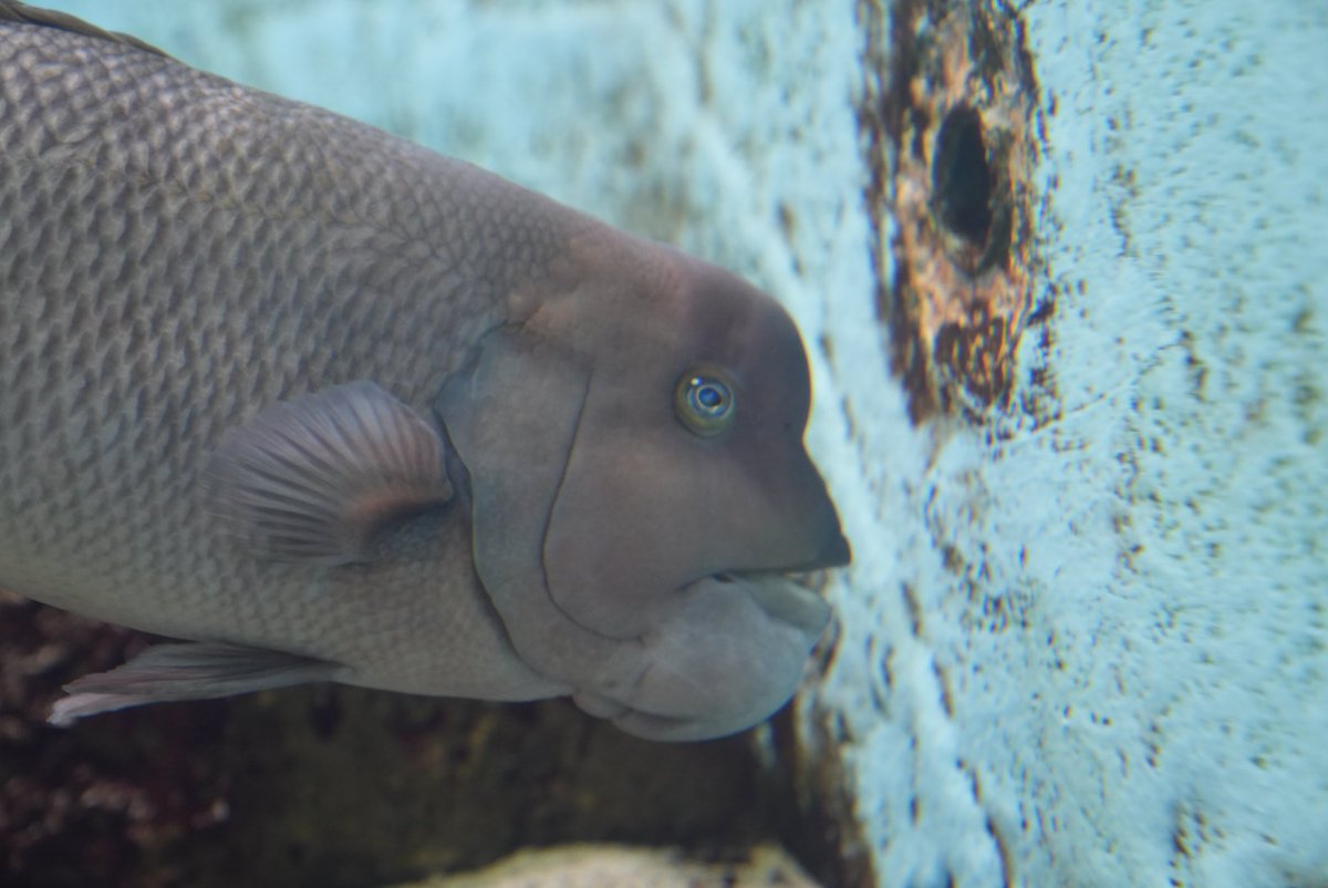 ナホン tweet media