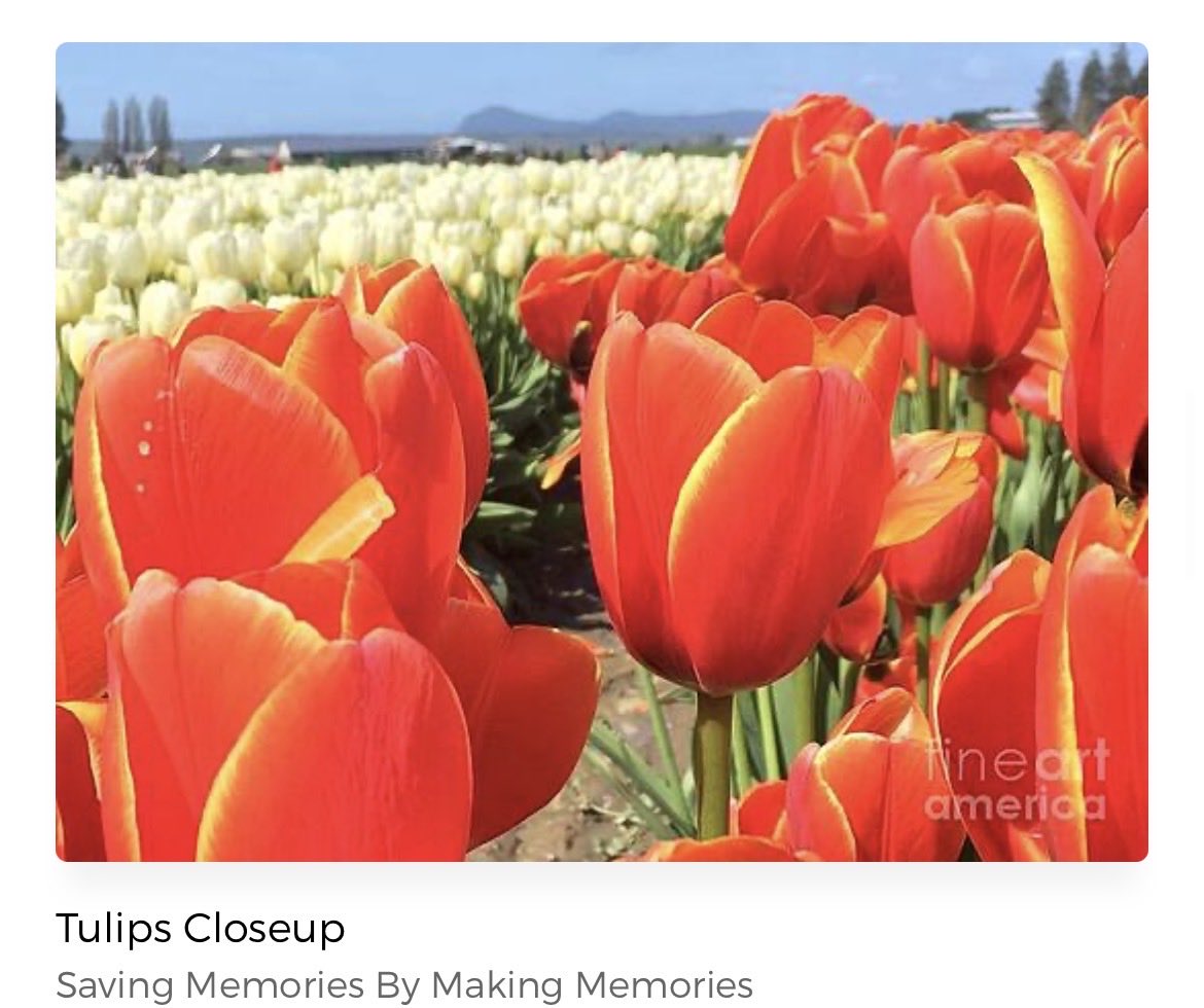 erinmdorffette's tweet image. #springhassprung!! It’s #springtime and that means #flowers are starting to bloom and bring color to our lives and our walls! #spring #tulips #roses #FlowersOnSaturday #wallart #art #homedecor 

faa.savingmemoriesbymakingmemories.com/art/flowers