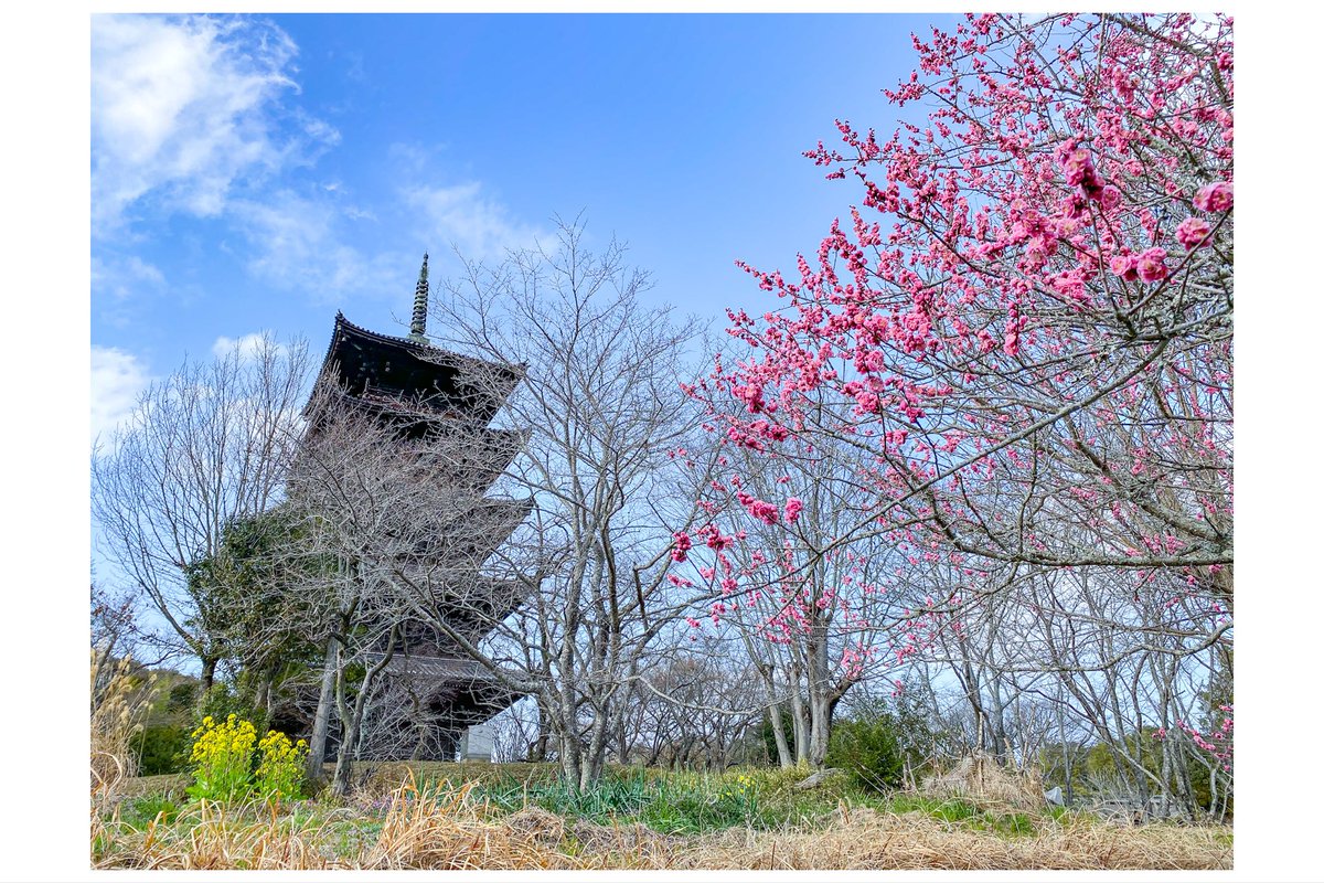 924Kayama's tweet photo. 前回ポストした写真とダブるけど
ほぼ同じ画角で撮影した写真😊
1枚目がCCDセンサのデジイチ
2枚目はiPhone画素数はiPhoneの方が多いけど、処理の仕方の違いがあるものの何か久しぶりに使うデジイチの方が落ち着いて見える🧐
撮り比べも面白いなぁ😄

#CCDセンサカメラ ＃写真 ＃備中国分寺 https://t.co/34aBpjhhPA