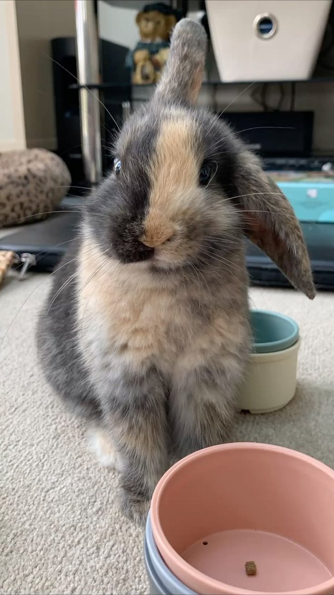 Tweet of Animals tweet media