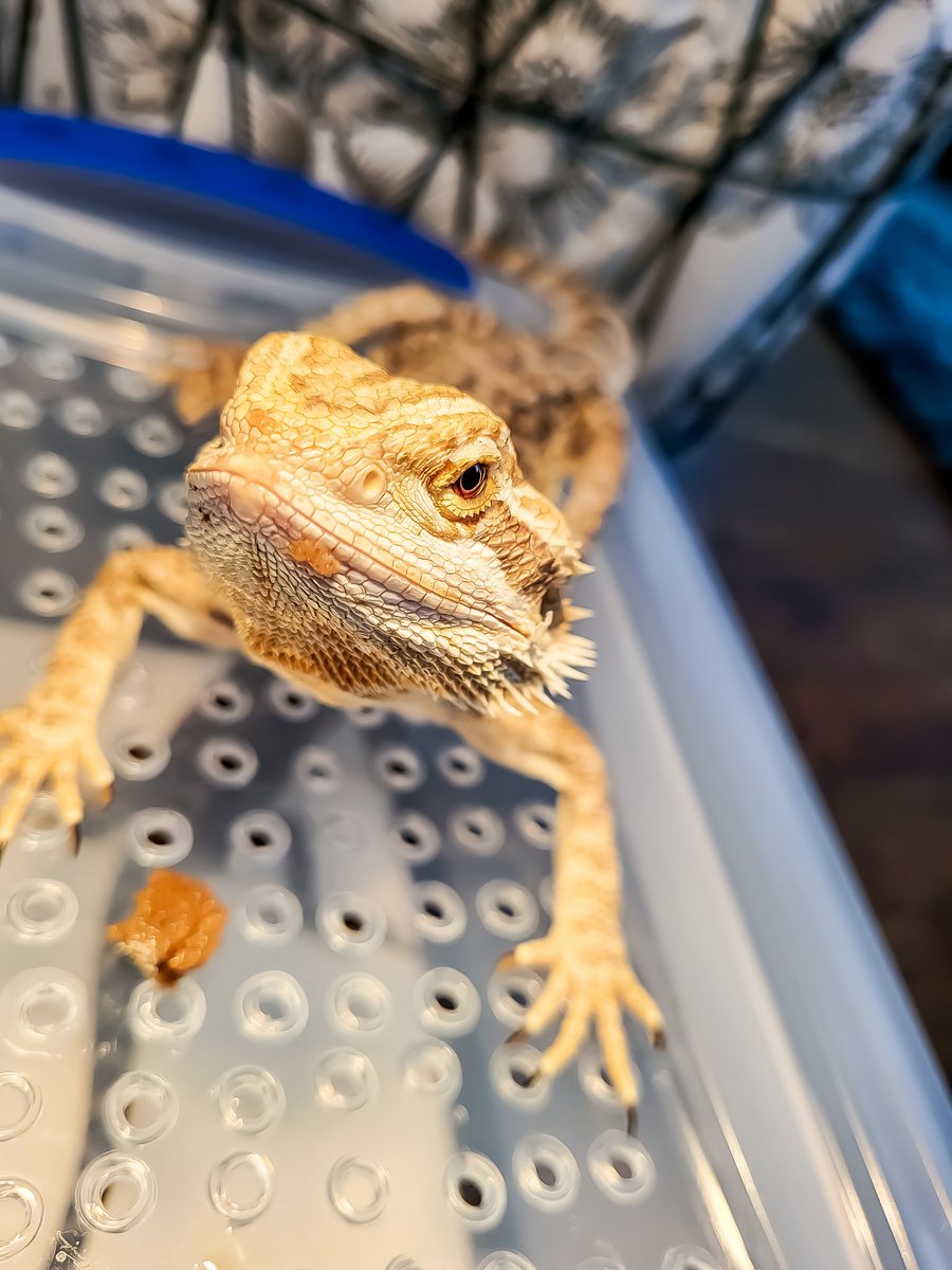HomeForBeardies's tweet photo. Give me the food and no one gets hurt! 

#beardeddragon #reptile #rescue #sanctuary #tulsaok https://t.co/GvRk2Ofulo