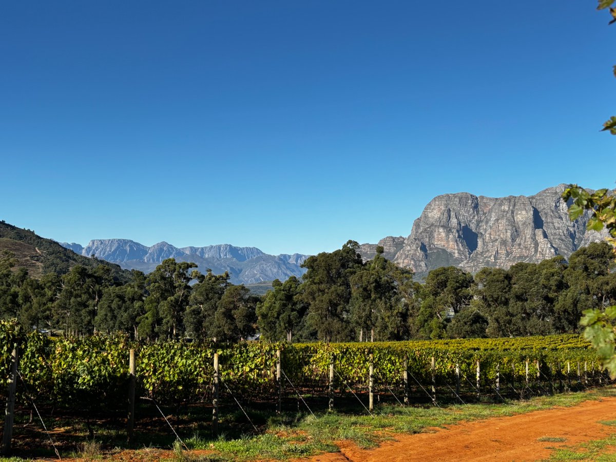 Vineyards in Stellenbosch, South Africa 🇿🇦