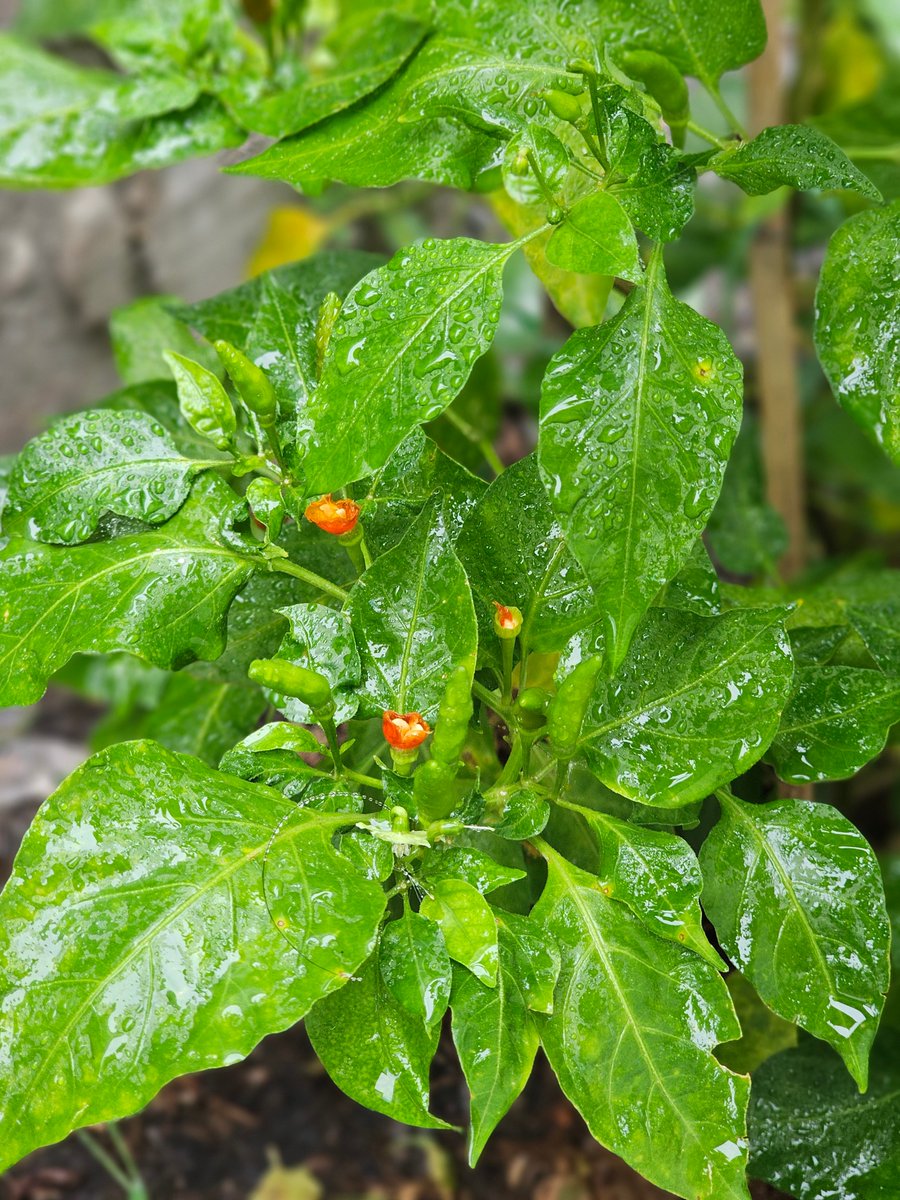 `⋆˖ ‧₊˚🎄ᵇˡᵘᵉ ₊˚🦌⊹♡˙° tweet media