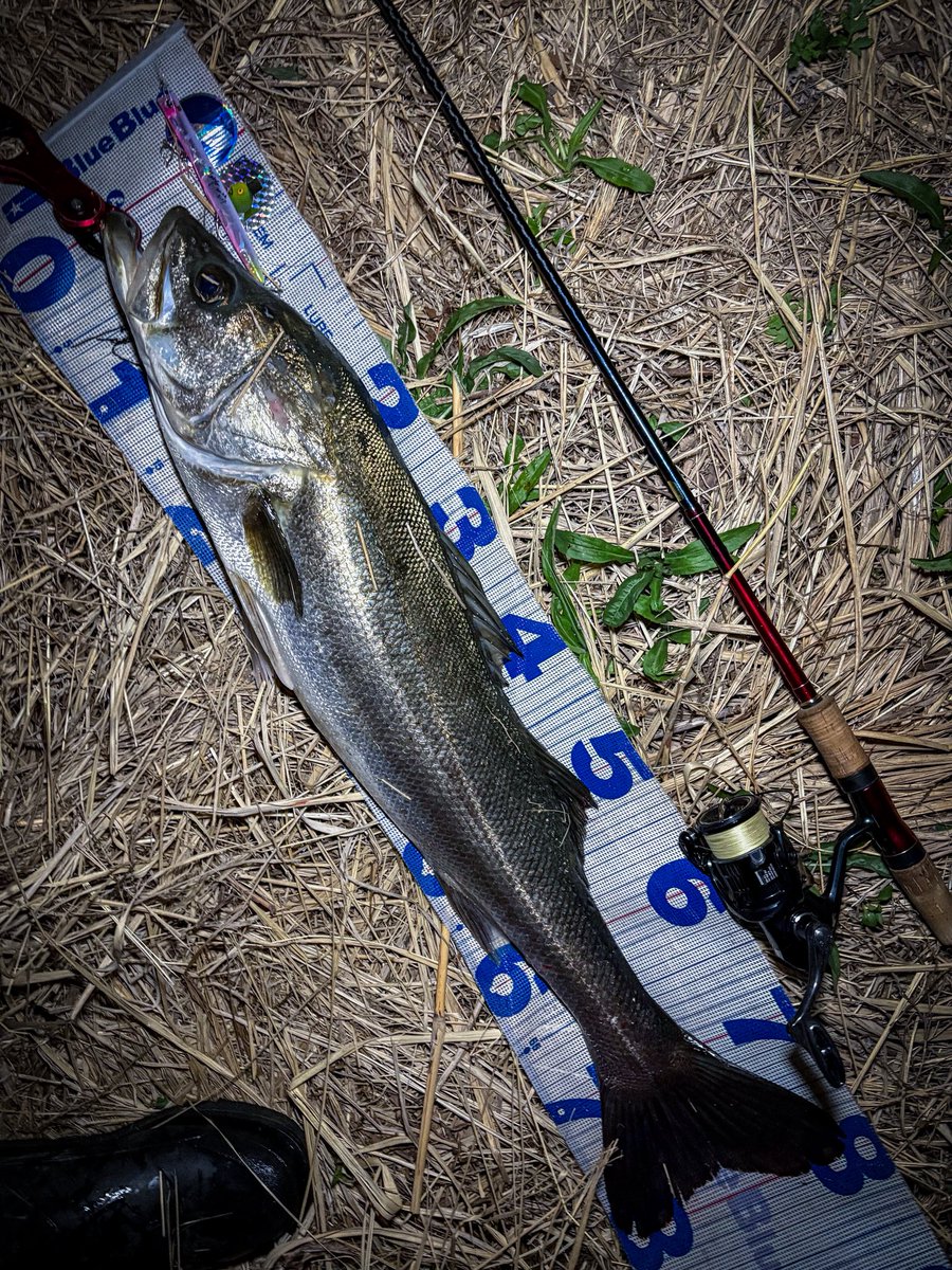 katsu@荒川-近所でシーバス練習中 tweet media