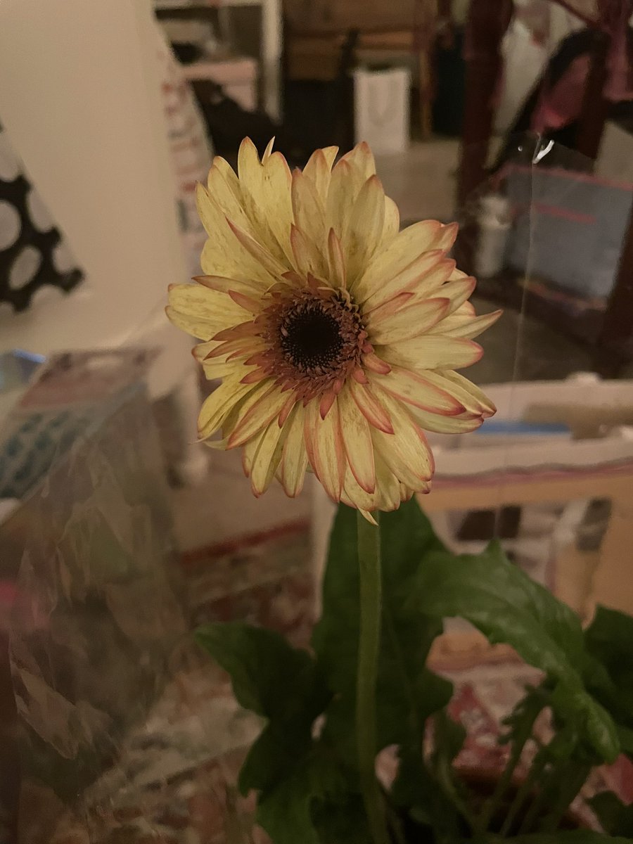 علياء tweet media