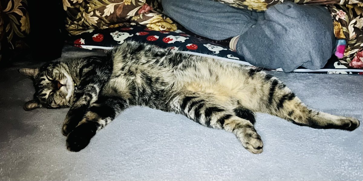 ねまきねこ@ふわこは tweet media