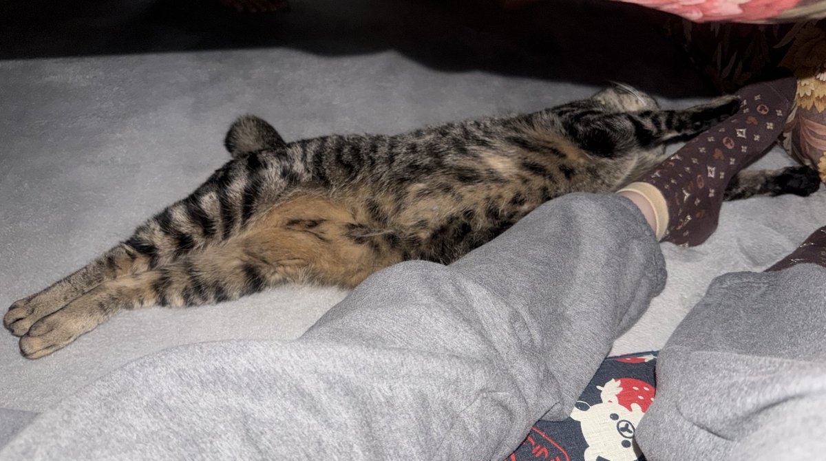 ねまきねこ@ふわこは tweet media