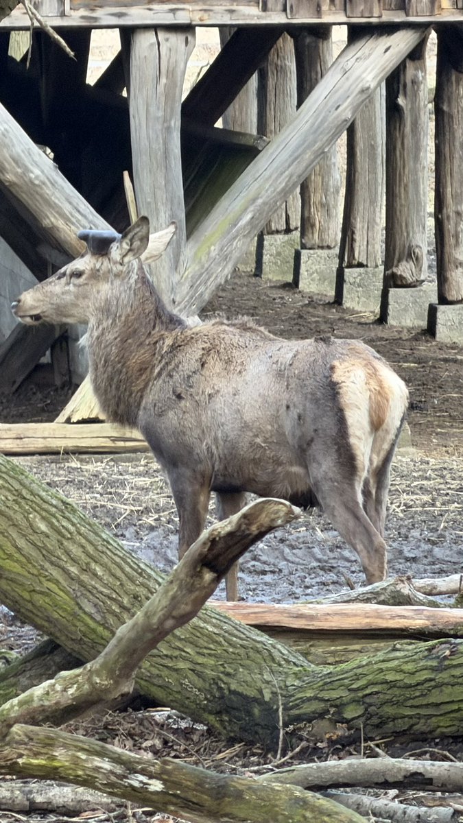 Nazmul Hashan 📸 tweet media