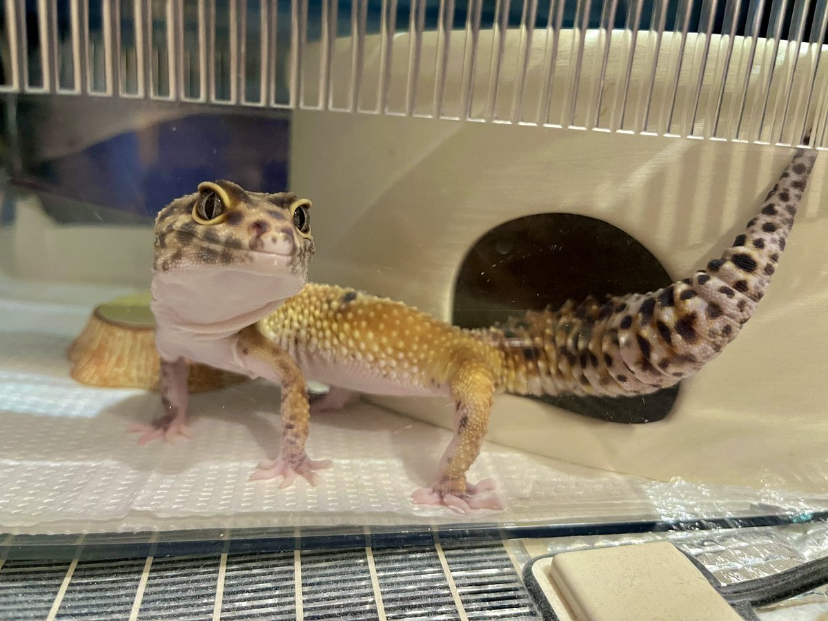 Leopa_green's tweet photo. むくちゃん脱皮前😚

#レオパードゲッコー
#ヒョウモントカゲモドキ https://t.co/HFeIVq36cz
