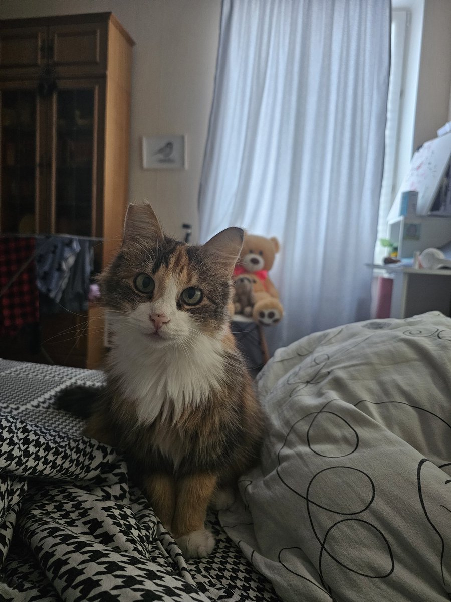 🕊Ложечка Додошки🕊 tweet media