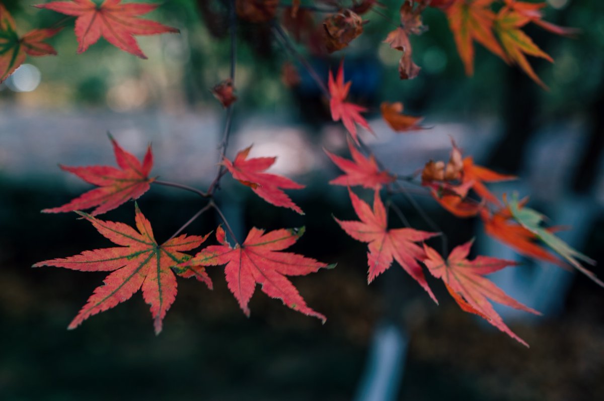 Scarlett Elizabeth tweet media