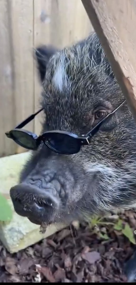 EaGLe(D) 🦅eye👁🤙 tweet media