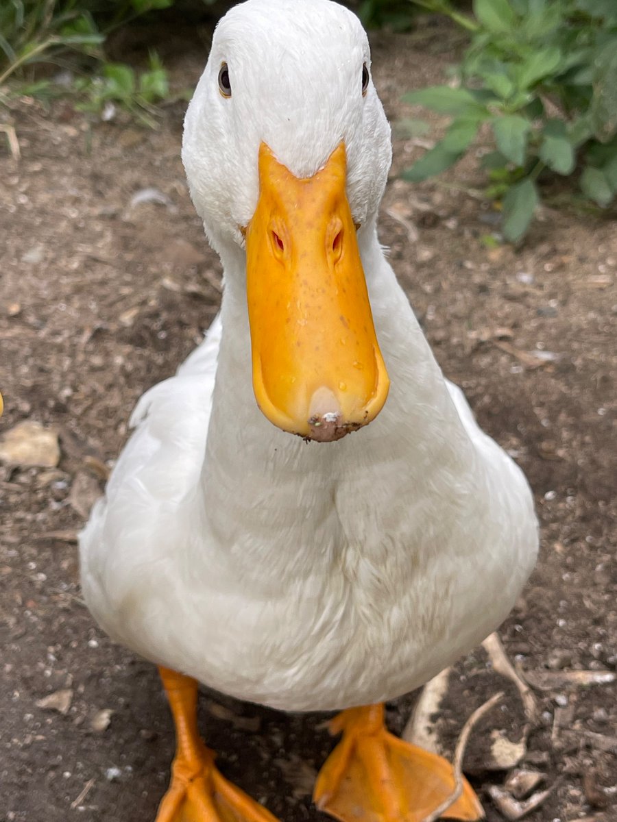 京都大学アヒル同好会 tweet media