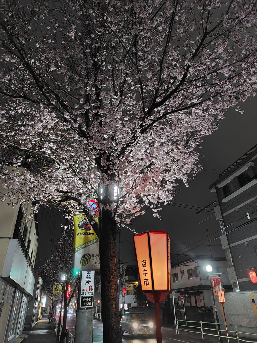 府中市桜通り🌸
満開まであと少し😆