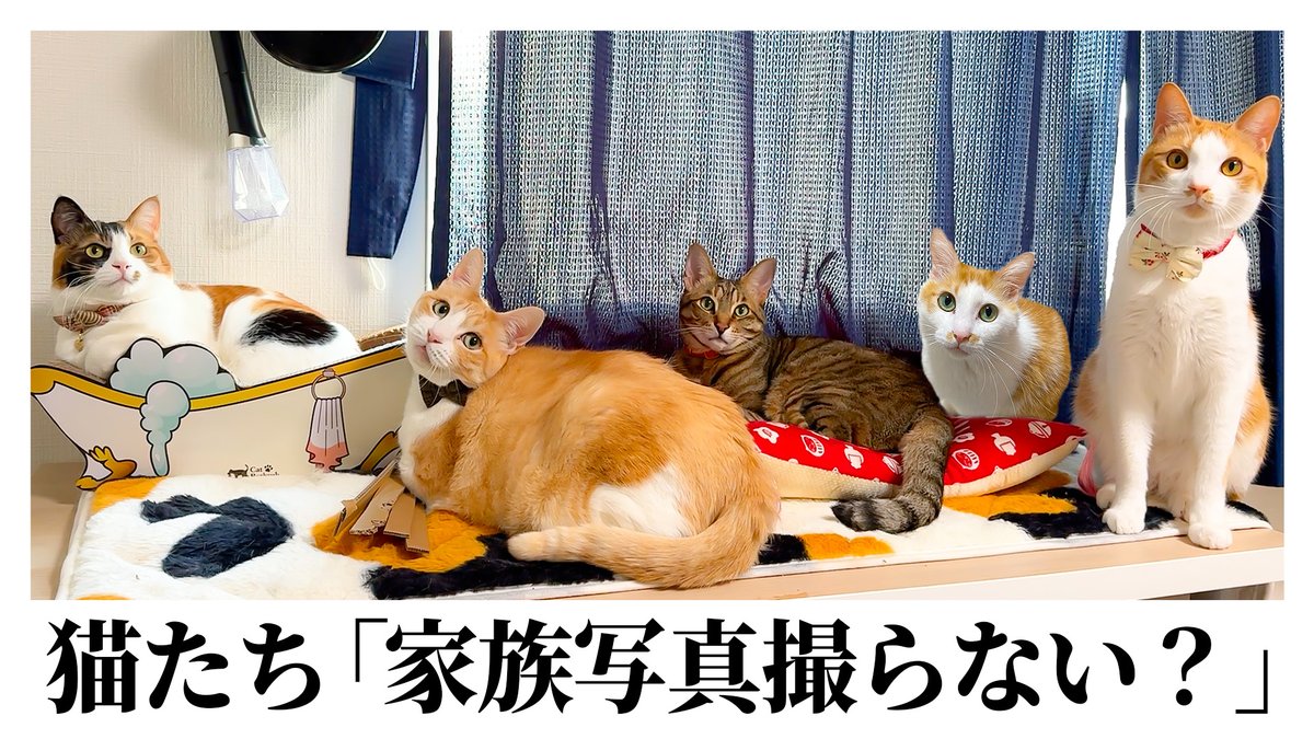 最高すぎる】猫たちが急に「家族写真撮ろうよ」と集まってきました