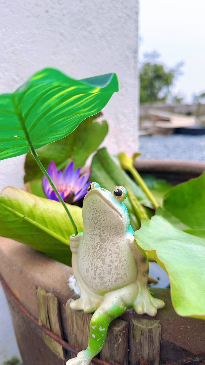 黄心心🐬TermMax(求关注) tweet media