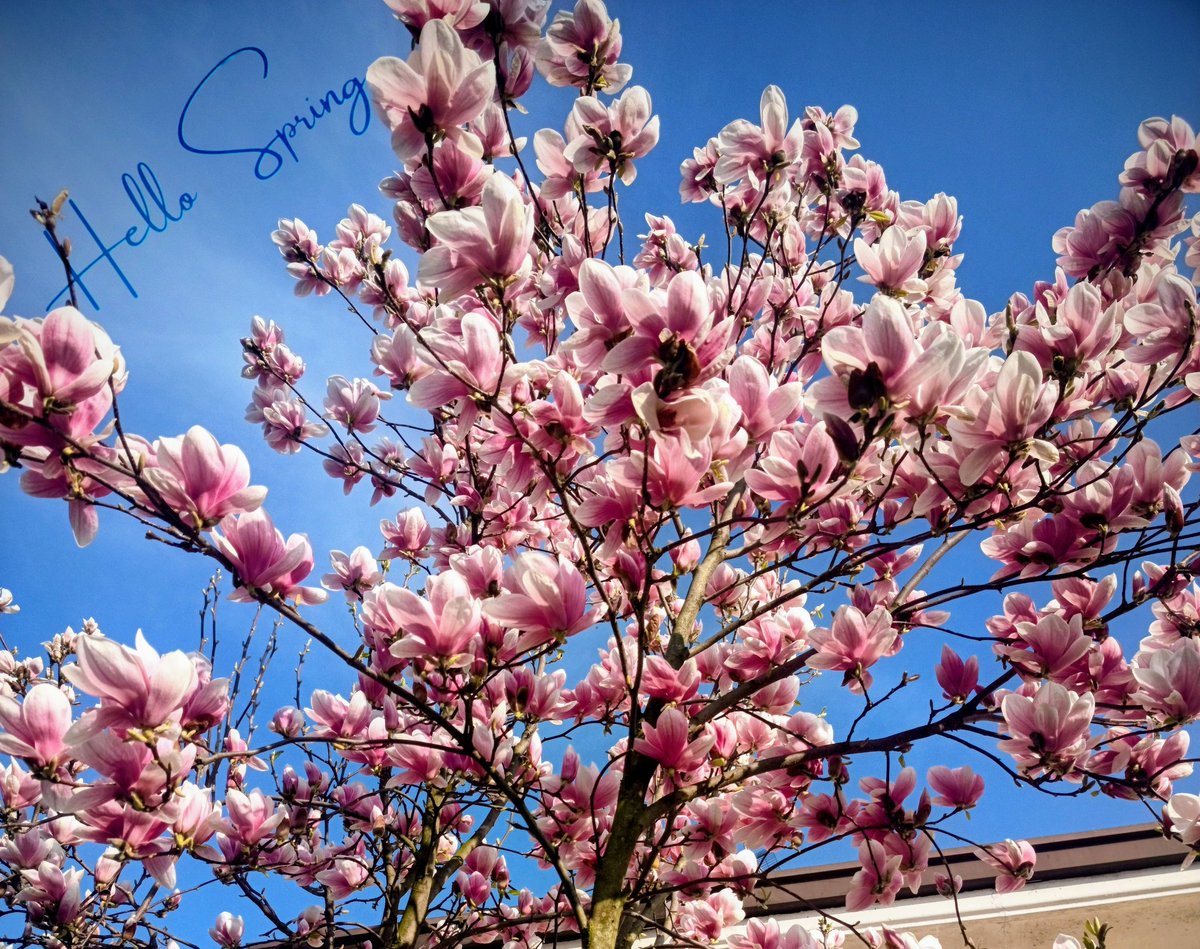 OfmeLaura's tweet photo. #Spring #Photobyme #Magnolia
🌸🌼🥀💐 https://t.co/LJvncS9CKt