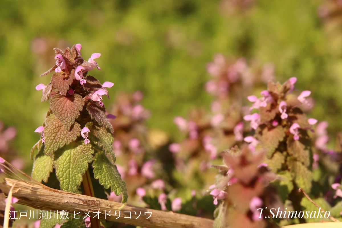 千葉タコス🌮 tweet media