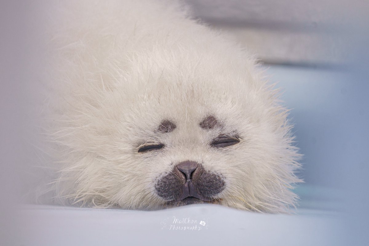 まいちょん＠きたそらちまったりLIFE tweet media